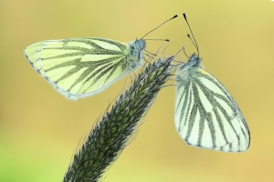WS01