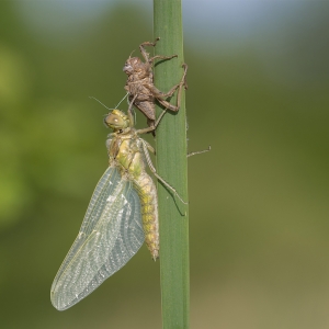 WS02