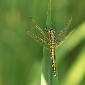 WS03